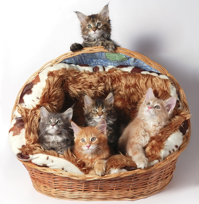 梦到了吃牛肚有什么预示吗