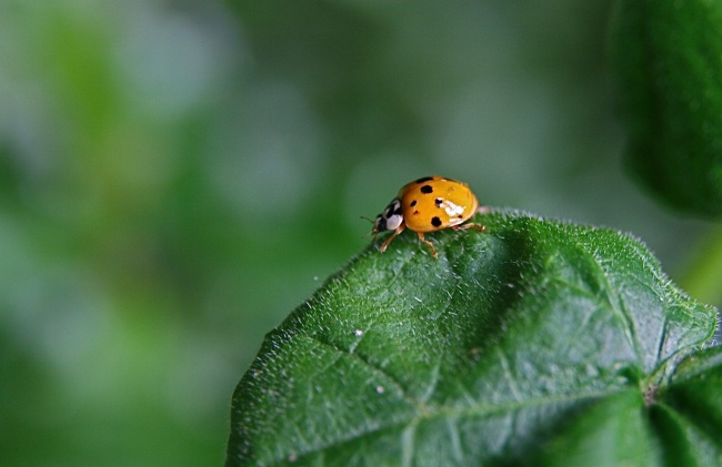 2023年如何躲太岁 犯太岁自己化解方法