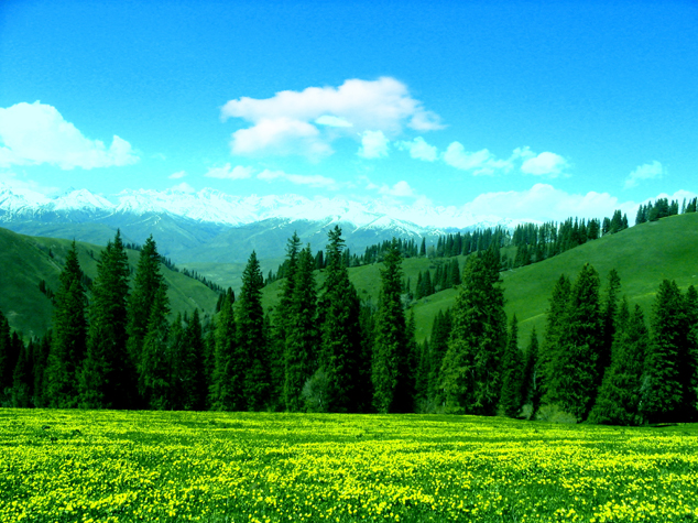 爱的保鲜剂  老公生日送什么花好