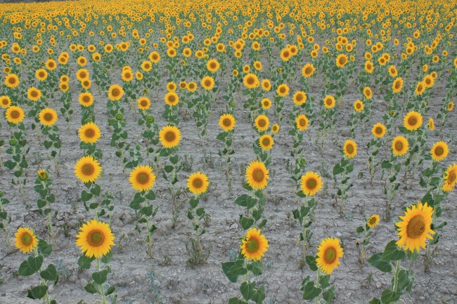 婚后最善解人意的生肖 付出全部的爱不求回报