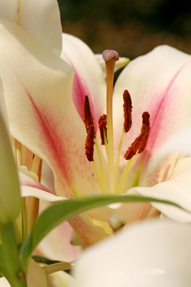 艾菲尔  天降甘霖！【木星顺行】幸运爆棚星座大点名