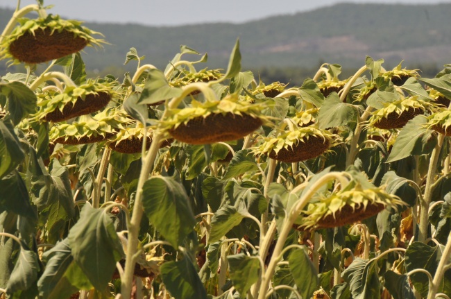 属牛能和属虎的做夫妻吗&nbsp;属牛人和属虎人婚配好吗