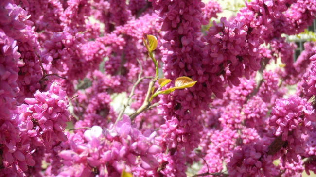 四种可以驱蚊的植物