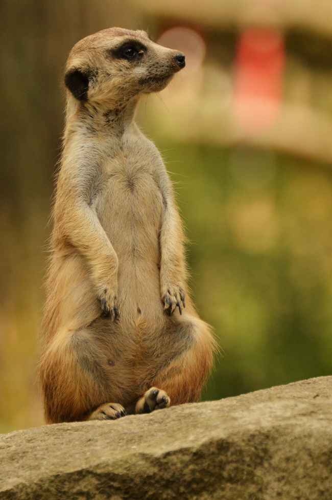 双子唯一能读懂天秤的星座