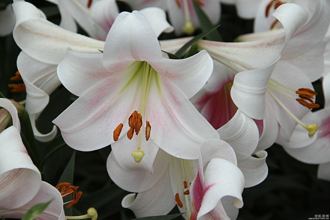 桃花怒放 2023春节期间有望牵手意中人的星座