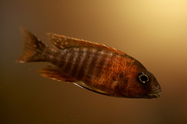 巨蟹座的女生适合什么花  想要和你谈恋爱