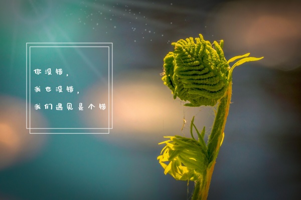 射手座的真正生辰花  象征着什么花