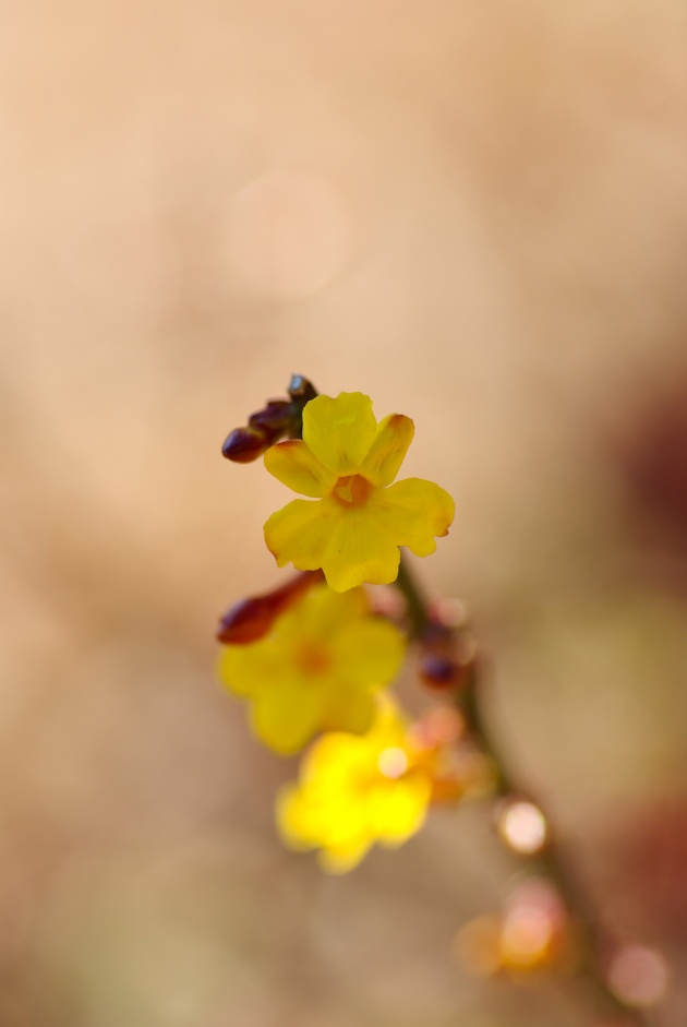 进入12月,锦鲤相随,会成为人中龙凤的星座