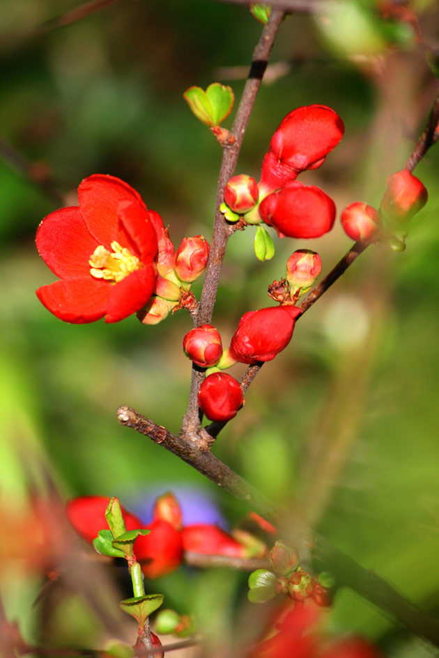 玫瑰花语 不同颜色不同的寓意