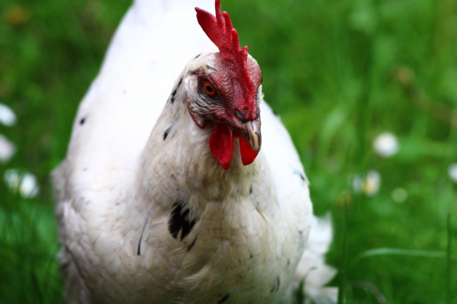 闹闹女巫  12星座今日运势1119