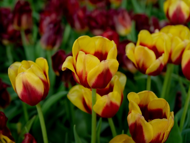 插花学起来 客厅桌上适合放什么花