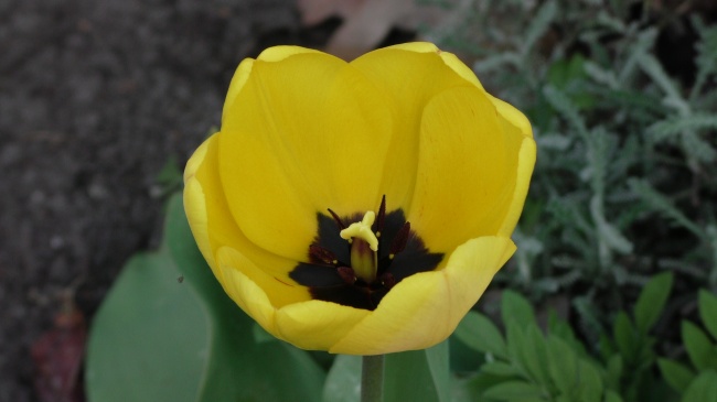 2023年天蝎男事业运详情分析  如何提升