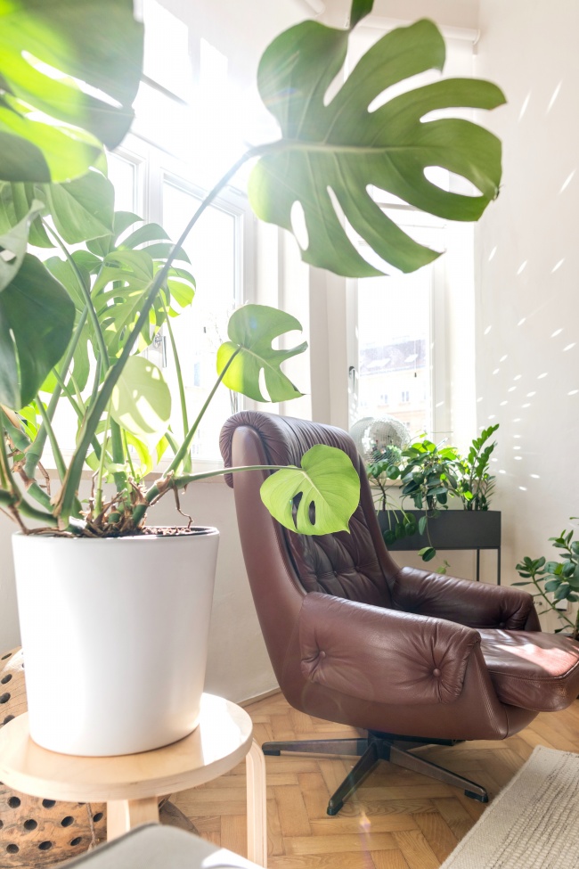 上了年纪就变懒 依赖变多的星座