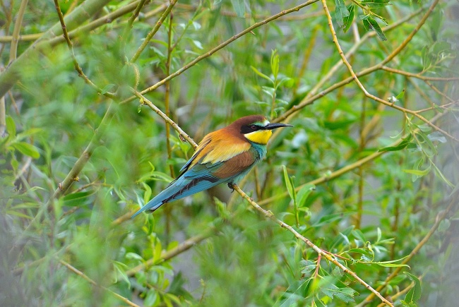 王力宏官宣离婚：金冥合相，带来的业力清算！