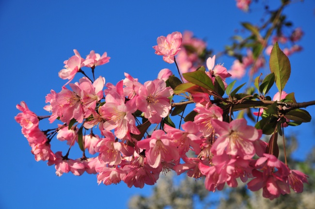 世界十大凄美之花 诉说无法停留之爱的蒲公英