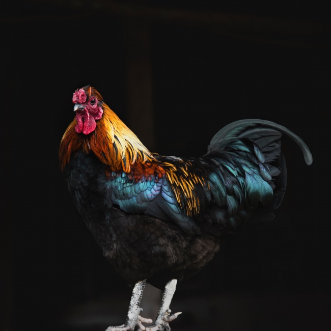 巨蟹座花语是什么花 巨蟹座的守护花