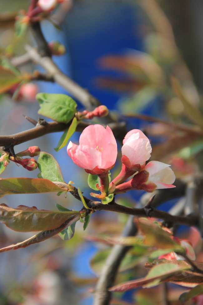 天生爱笑的三大生肖女,运气差不了