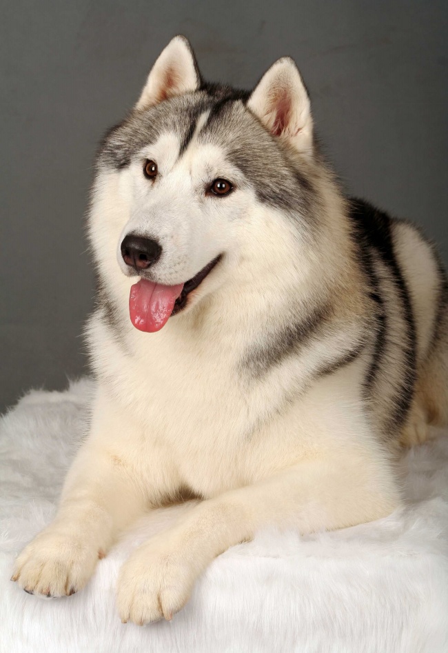 白羊座的代表花是什么花 热情开放