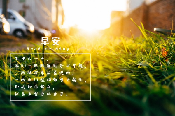 世界十大凄美之花 代表沉默爱意的向日葵