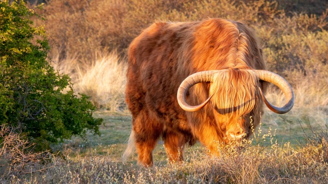 闹闹女巫  射手月12星座开运指南：坚定信念向前看