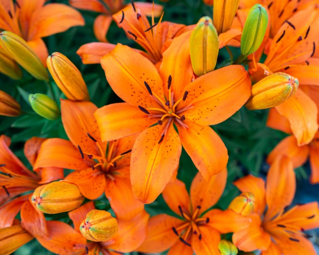 热情奔放的玫瑰还象征着什么