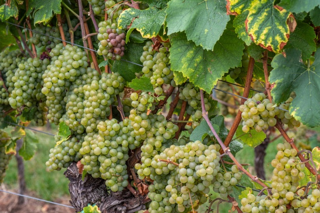 这3星座桃花多到数不过来!内外兼修惹人爱