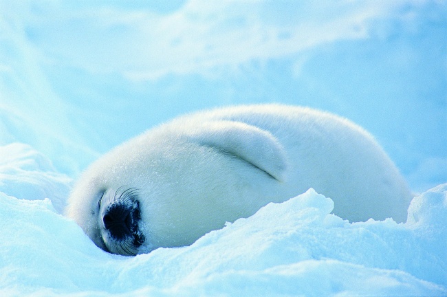 梦见一块肉什么预兆