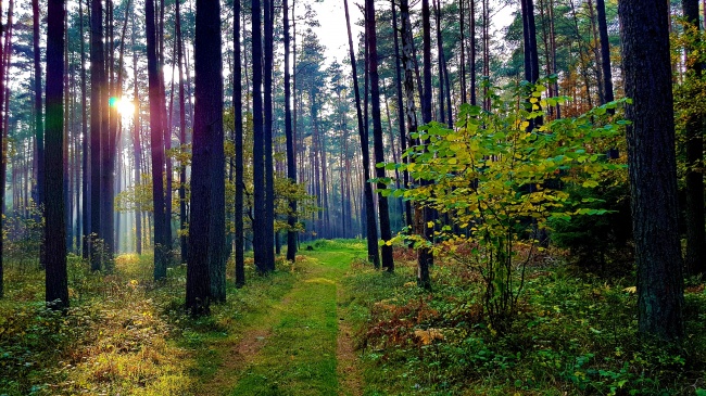 星座小王子2023年摩羯座全年运势查询