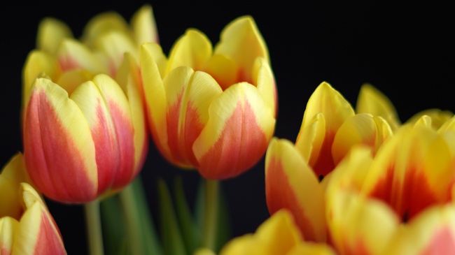 2023年事业运最火爆的生肖，兔年什么属相的事业最旺