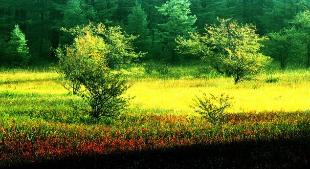 双子座到了2023年怎么样，双子座新年运势发展如何