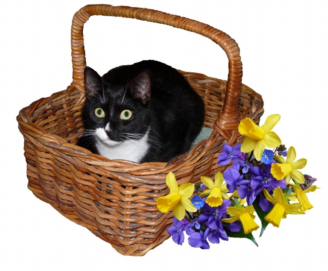 星座小王子2023年双鱼座全年运势查询