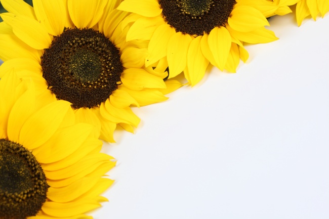 Alex  处女座一周运势（11.28—12.4）