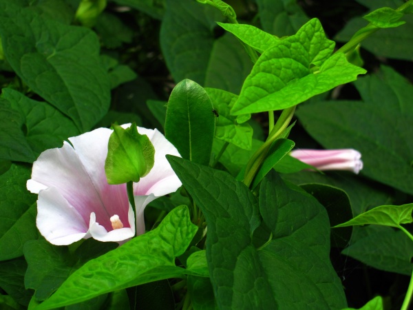 狮子座12月份运势2022年 2022年12月狮子座运势详解