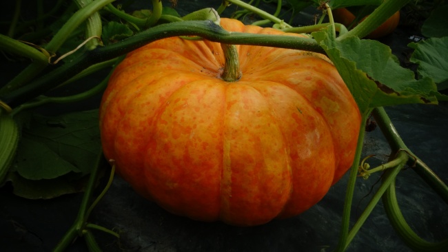 朗朗上口三个字的商标名字 大气三个字商标名