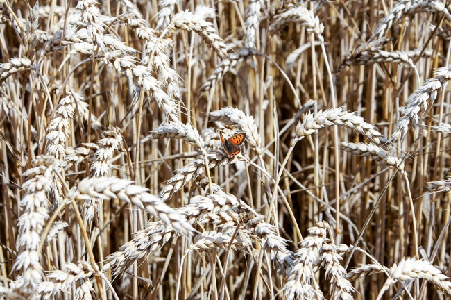 2023水逆期间 巨蟹座如何霉运转好运?