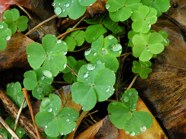 唐立淇 每日星座运势12.1