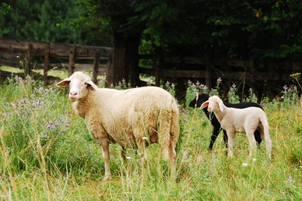 2023年水瓶女感情运旺不旺运势分析 顺顺利利