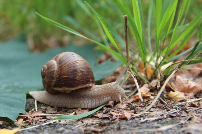 2023年狮子座感情运势如何 有什么建议