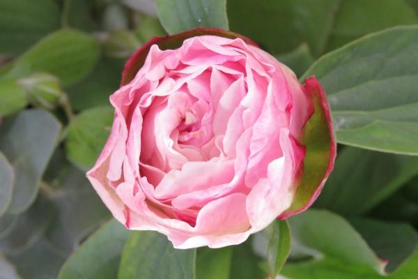 2023双鱼座每月运势分析 有起有伏 行事需谨慎