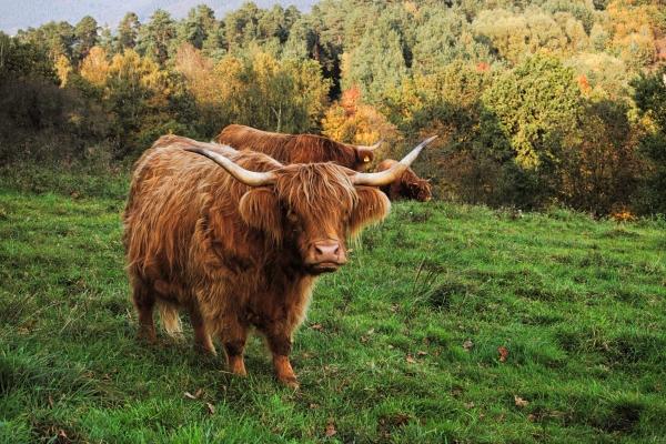 处女座在2023春节期间应该如何表白  做出改变