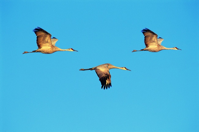 最吉利旺财的公司名字 做生意必定红火的名字