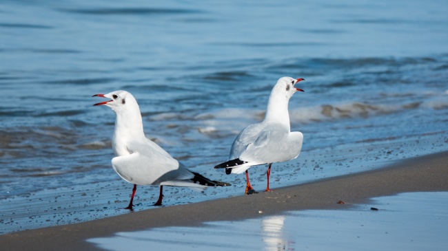 2023狮子座彻底大爆发学业，考试运势如何