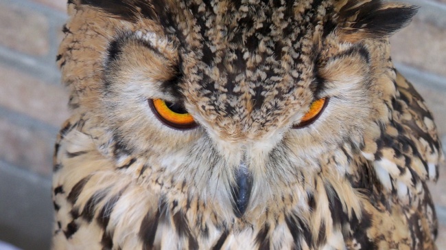 射手座2023年幸运色和幸运数字，分别是什么