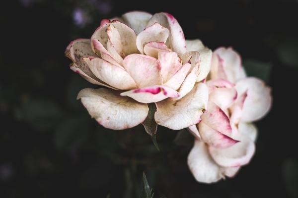 2023年双子座每月运势完整版 双子座全年运程详解