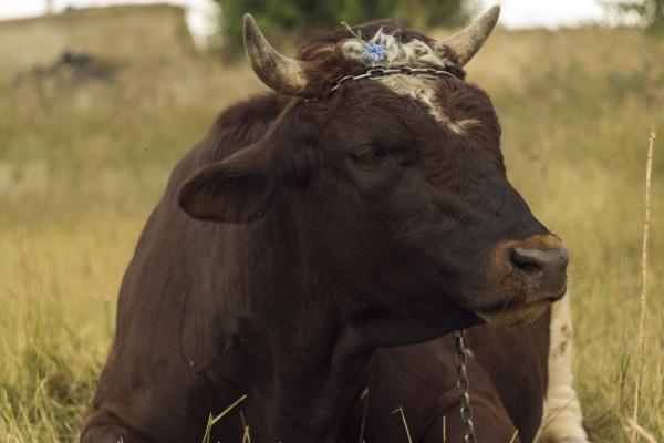 闹闹女巫  12星座周运势：1205~1211
