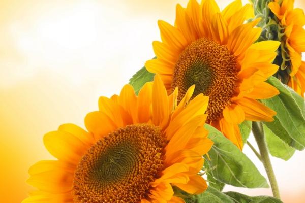 静电鱼 白羊座【周运12月5-11日】