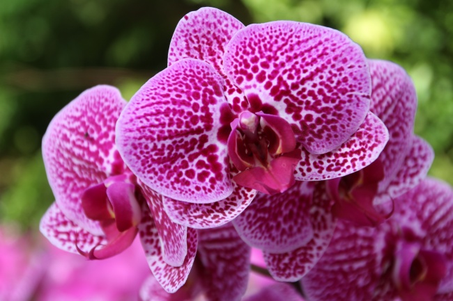 狮子座2023年1月提运指南 将勇气和智慧完美结合