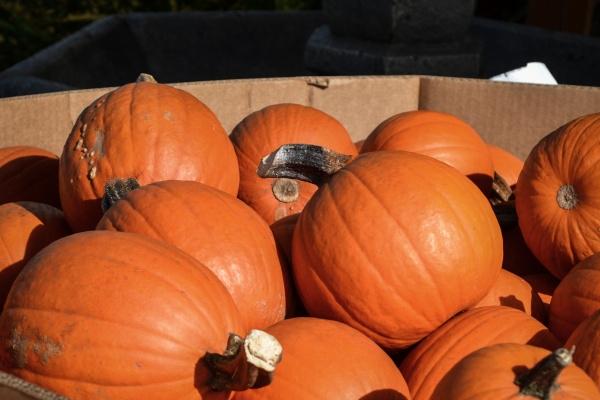 百变巫女 双鱼座2023年运势