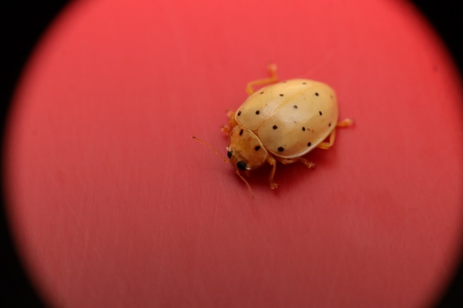 2023年白羊座爱而不得，白羊座2023年感情运势如何