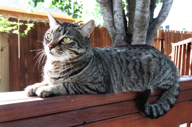 百变巫女 2023年·12星座总运势